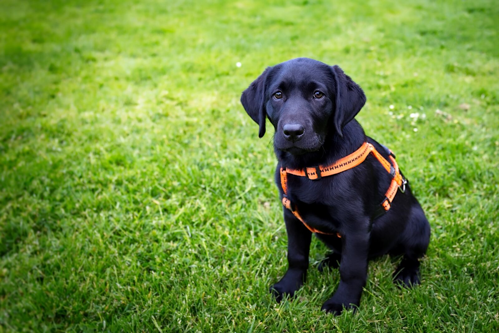 Canon EF 24-70mm F4L IS USM sample photo. Puppy, sad, cute photography