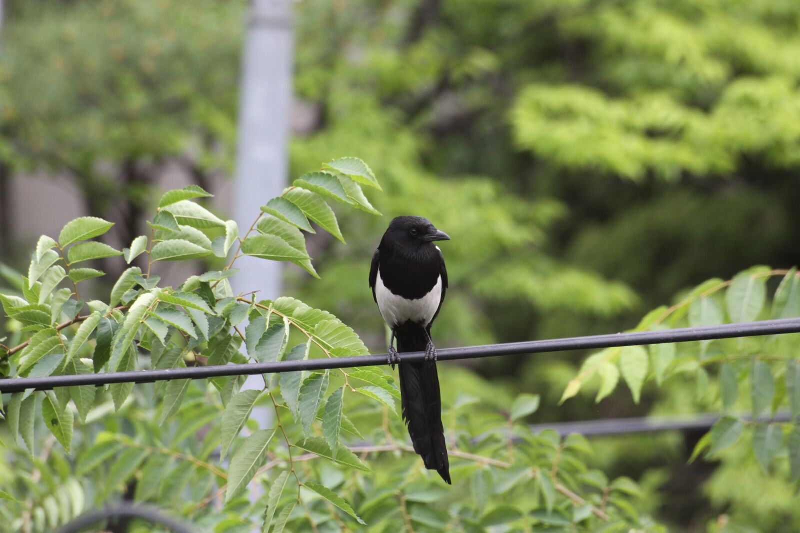 Canon EOS 50D sample photo. Magpie, new, feather photography