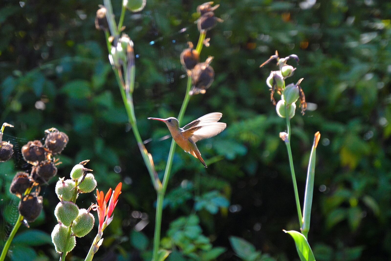 Nikon D5200 sample photo. Hummingbird, honduras, birds photography
