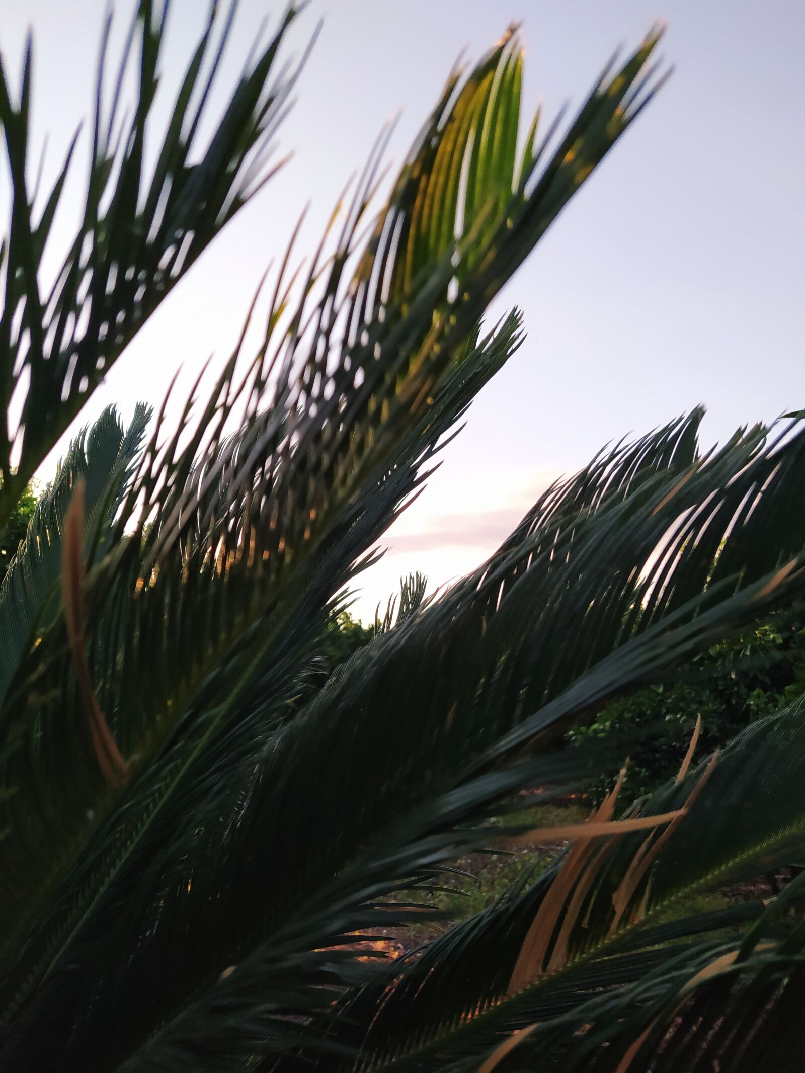 Xiaomi Redmi Note 8 sample photo. Leaf, wild sunrise, morning photography