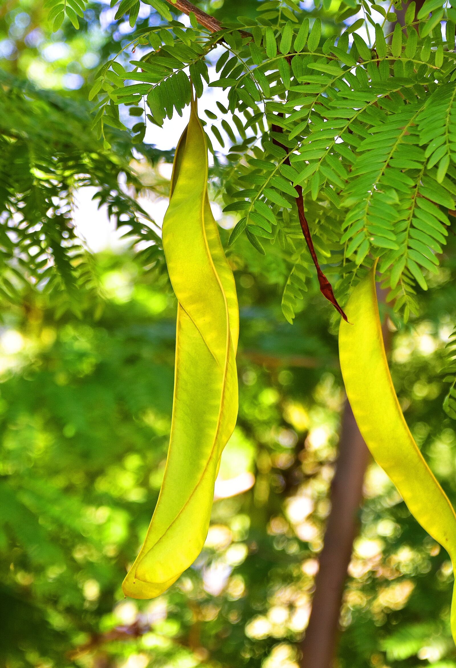 Nikon D7200 sample photo. Nature, tree, green photography