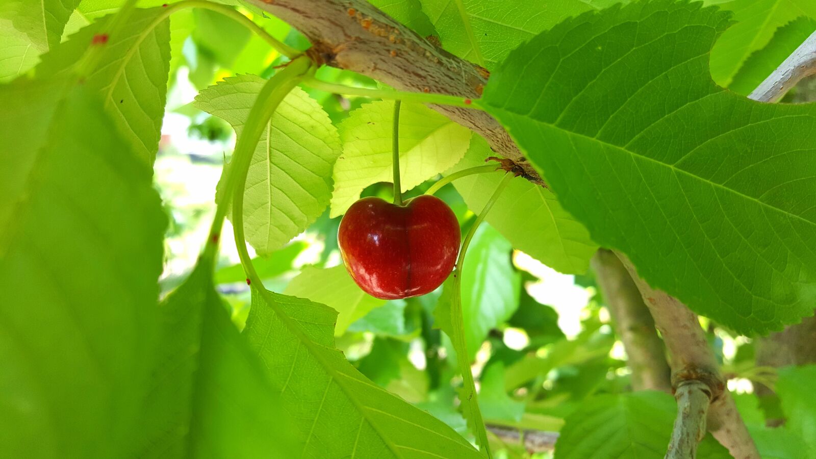Samsung Galaxy S6 sample photo. Cherry, sweet cherry, stone photography