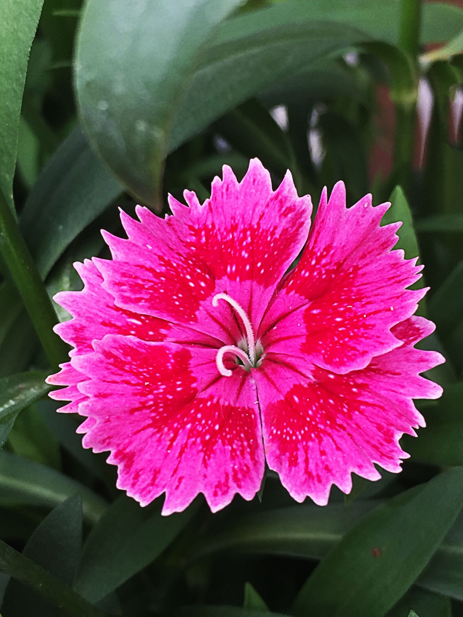 iPhone 6 Plus back camera 4.15mm f/2.2 sample photo. Flower, pink, nature photography