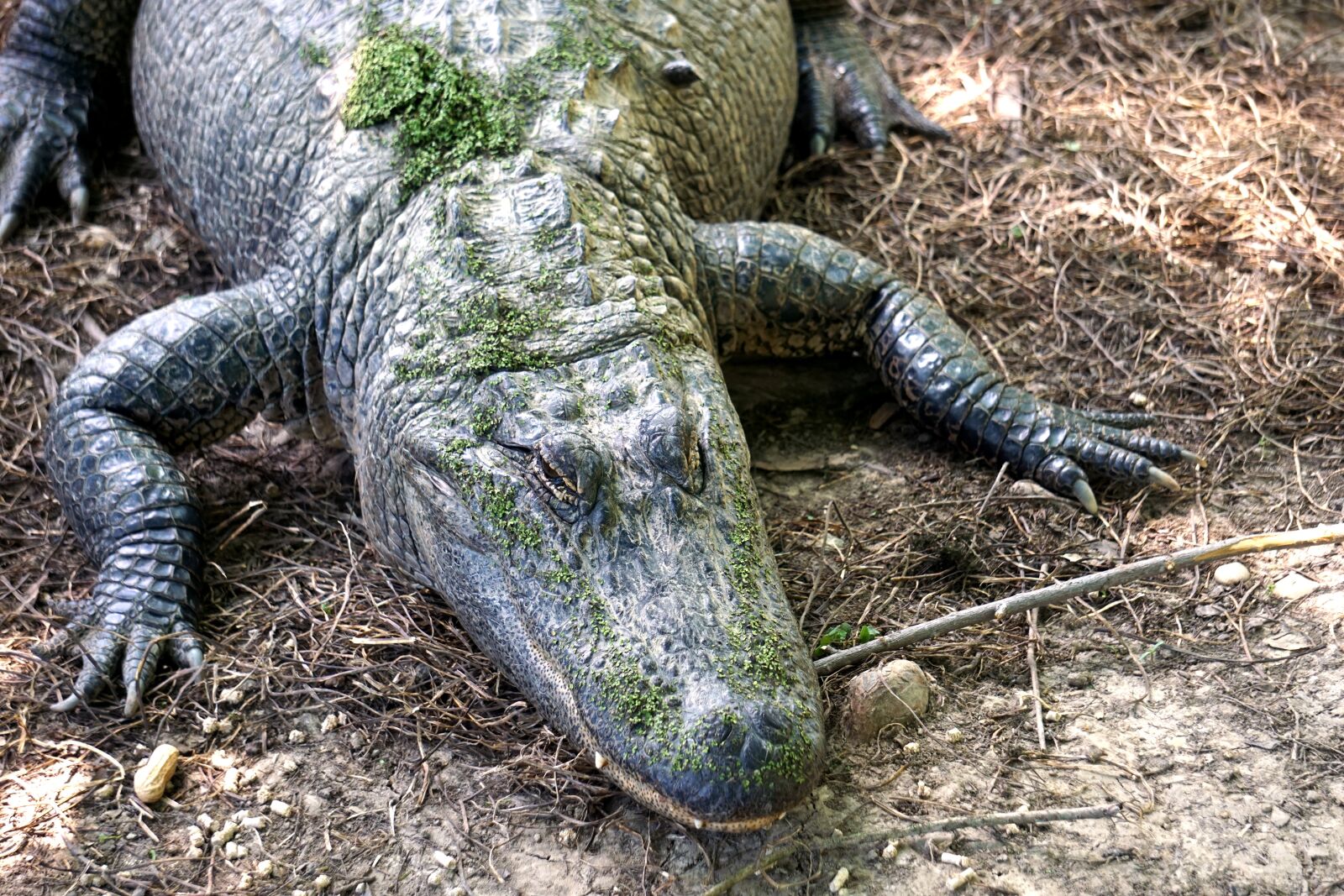 Sony E 55-210mm F4.5-6.3 OSS sample photo. Alligator, reptile, crocodile photography