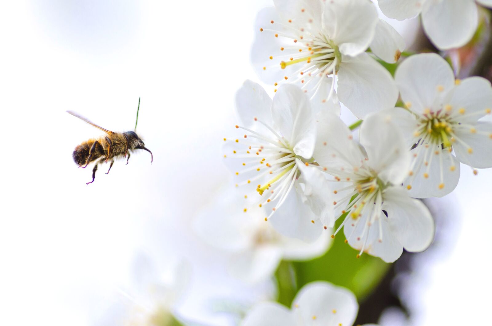 Nikon D5100 sample photo. Bee, insect, bloom, blooming photography