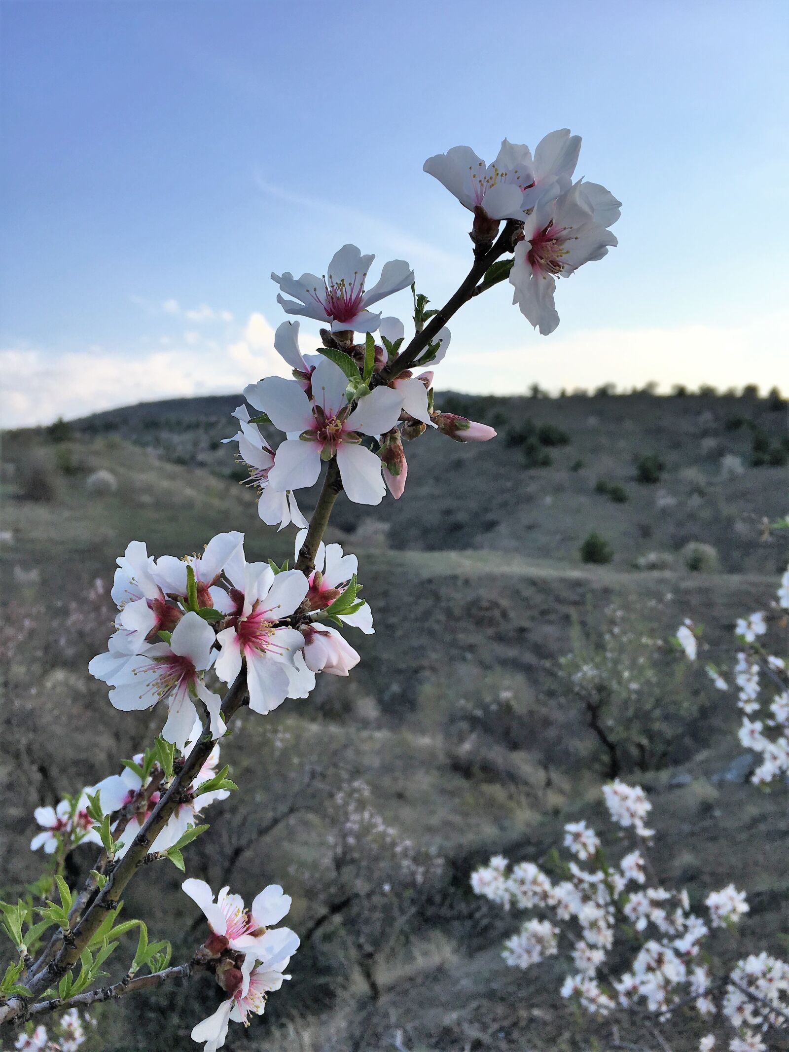 Apple iPhone 6s sample photo. Almond tree, amandier photography