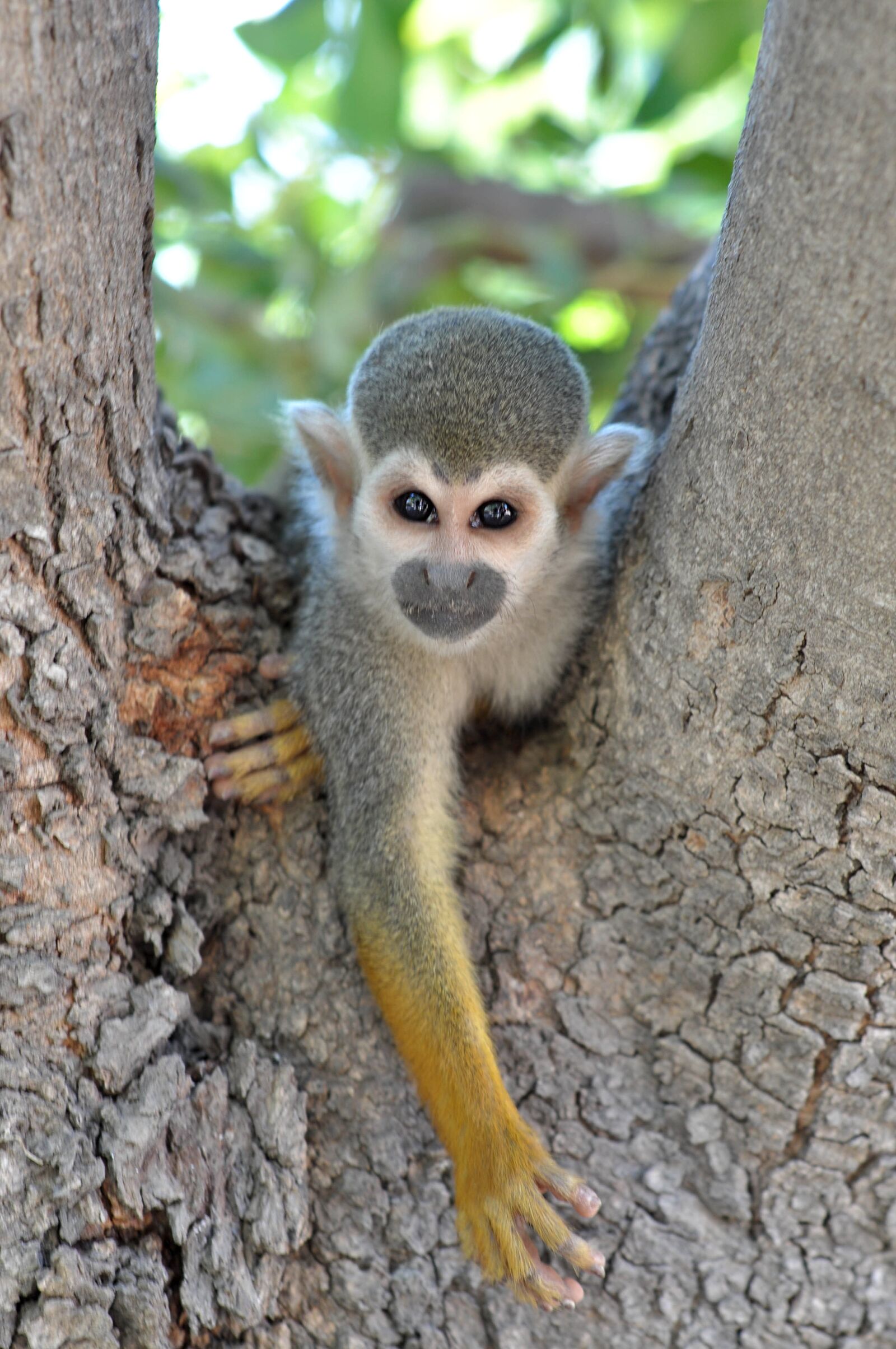 Nikon D5000 sample photo. Monkey, zoo, animal photography