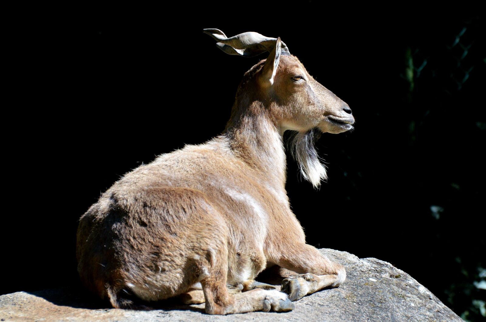 Nikon D3200 sample photo. Markhor, screw a goat photography