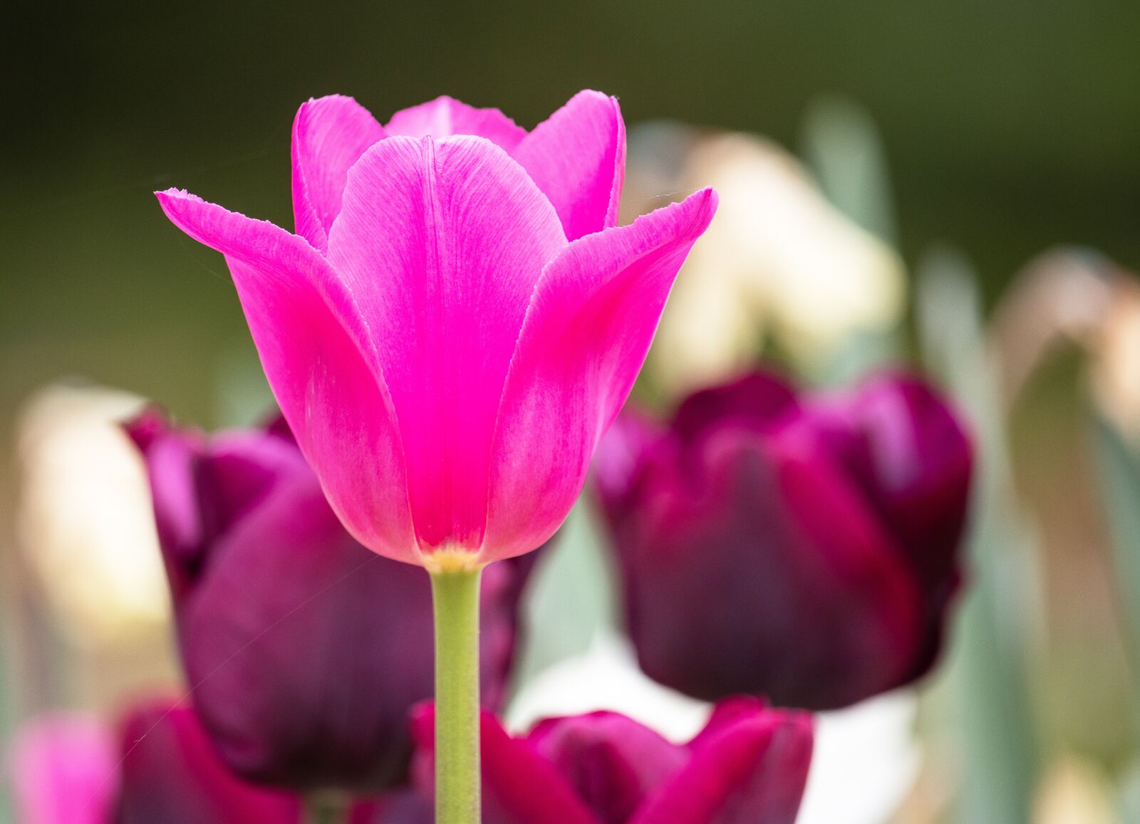 Canon EF-S 55-250mm F4-5.6 IS STM sample photo. Tulip, flower, plant photography