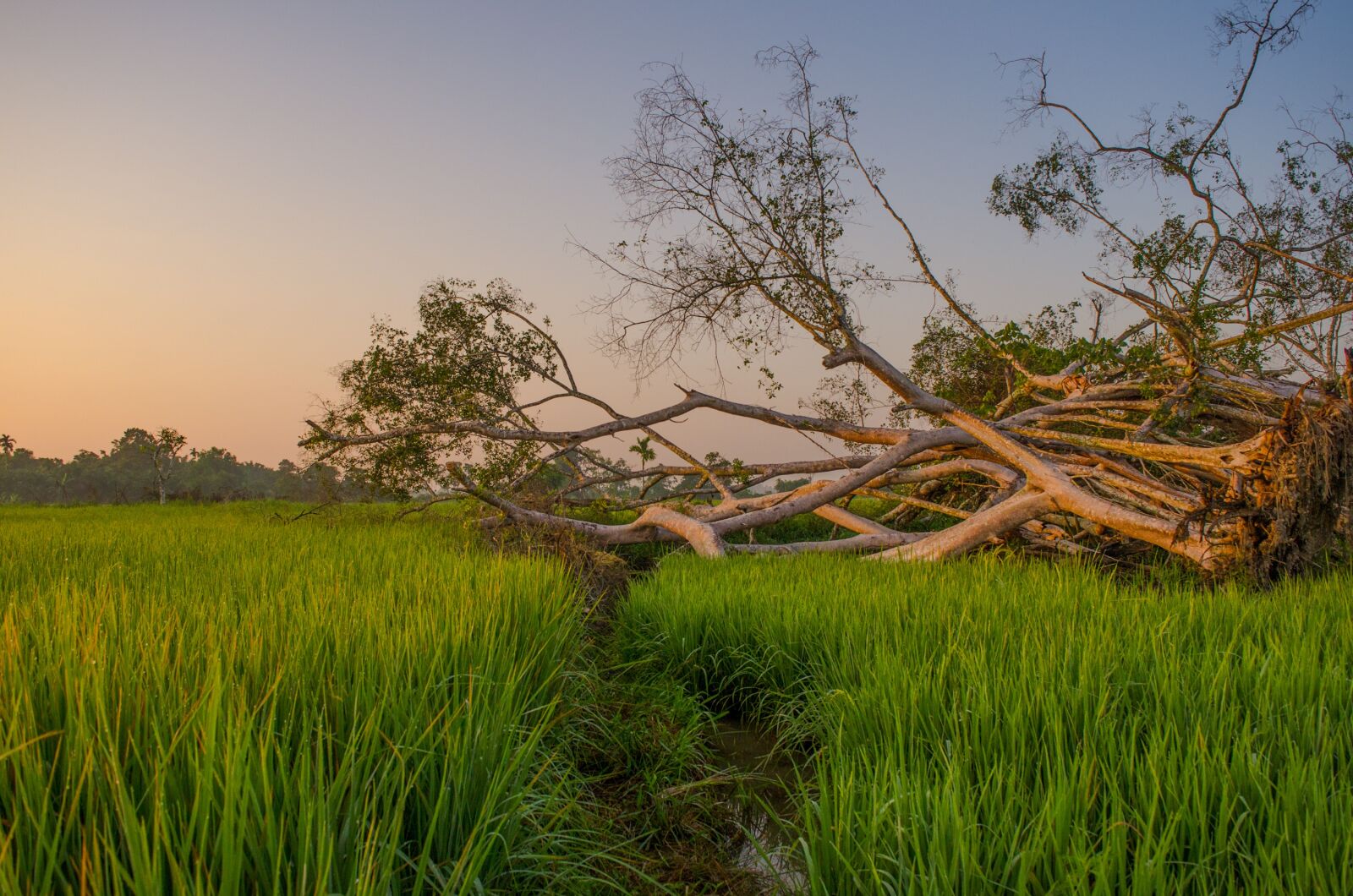 Nikon D7000 sample photo. Field, sunrise, farmer photography