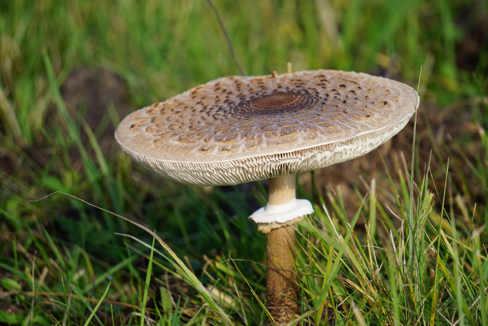 Луговые грибы съедобные