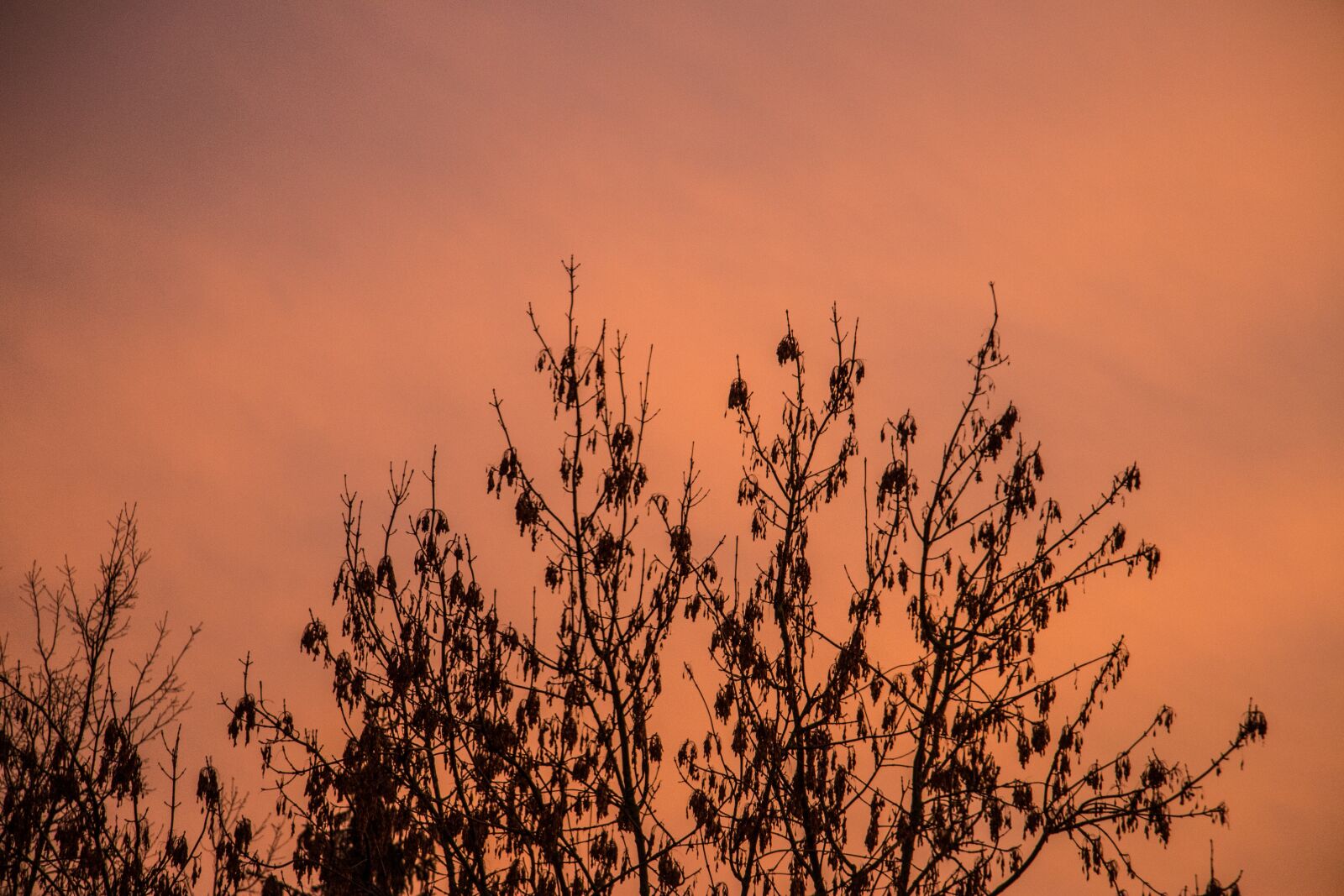 Canon EOS 70D sample photo. Sky, tree, autumn photography