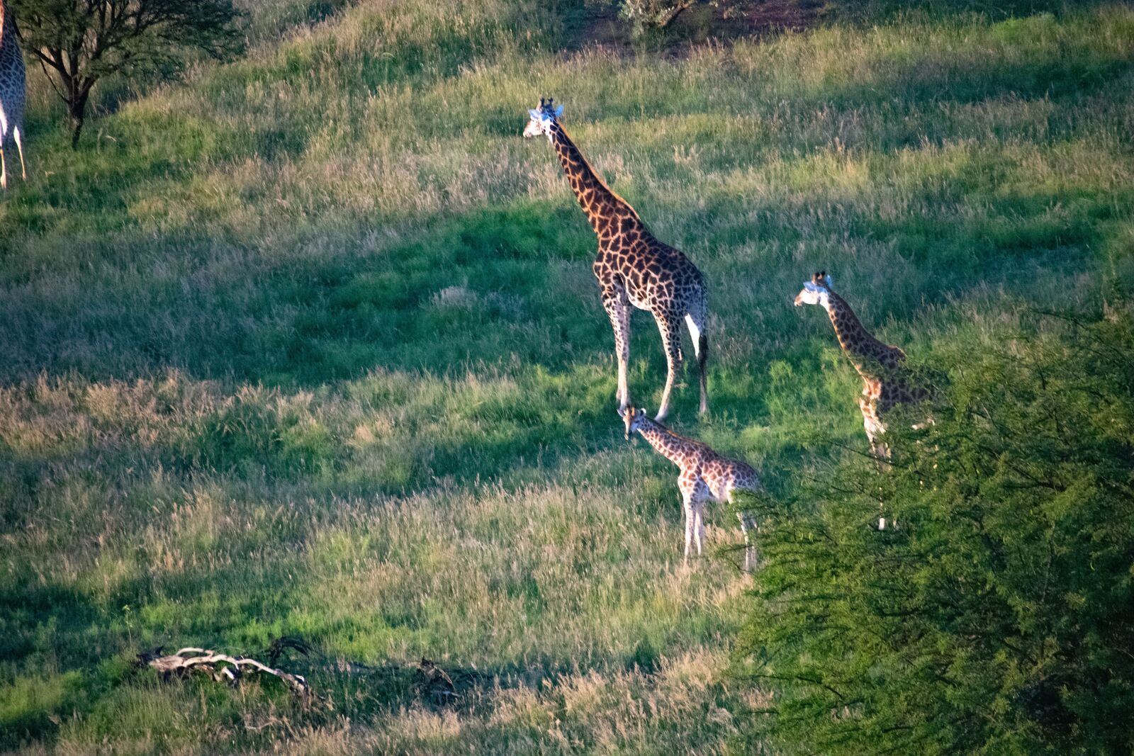 Nikon D3400 sample photo. Giraffes, bush, africa photography