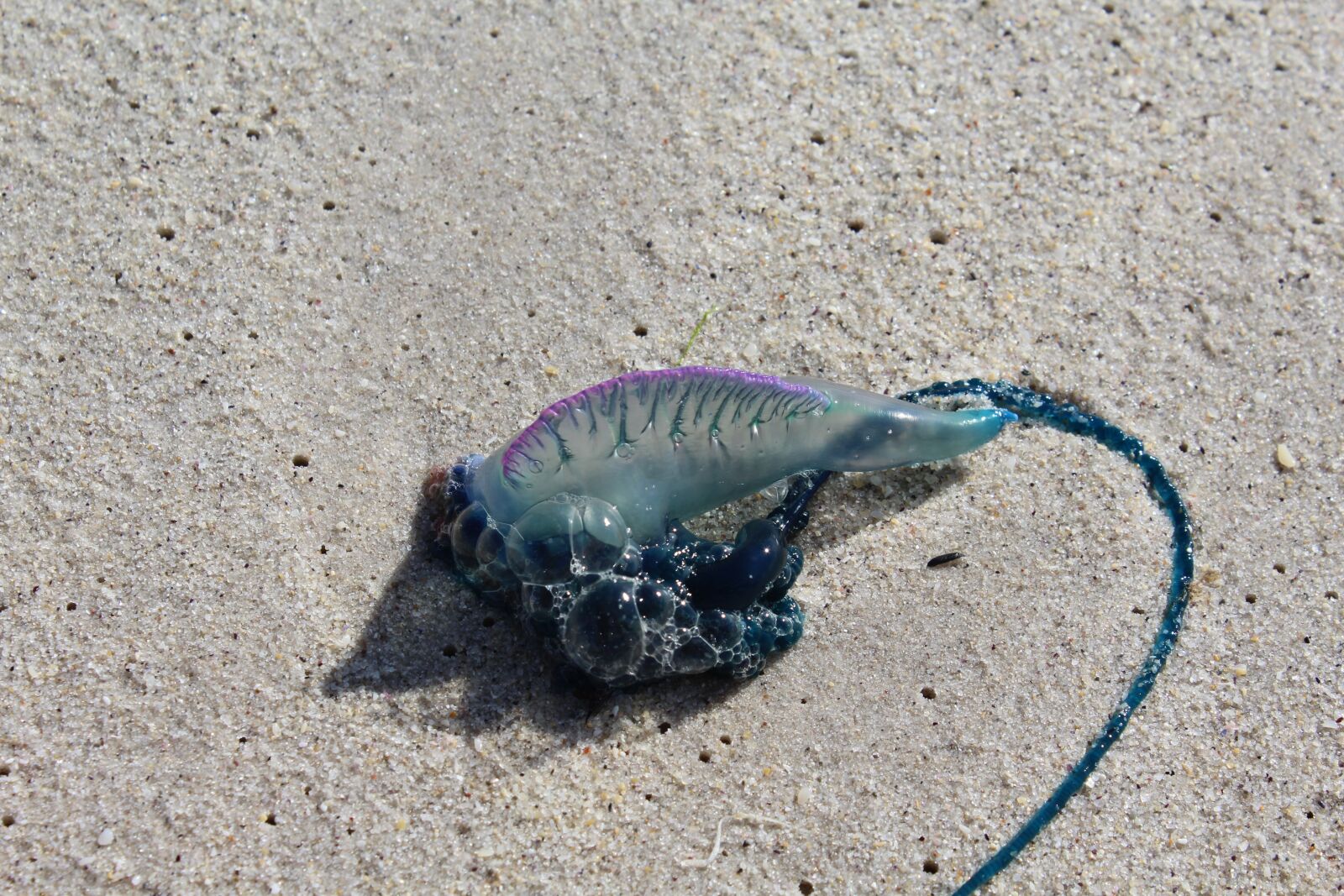 Canon EOS 1200D (EOS Rebel T5 / EOS Kiss X70 / EOS Hi) sample photo. Sea creature, jelly fish photography