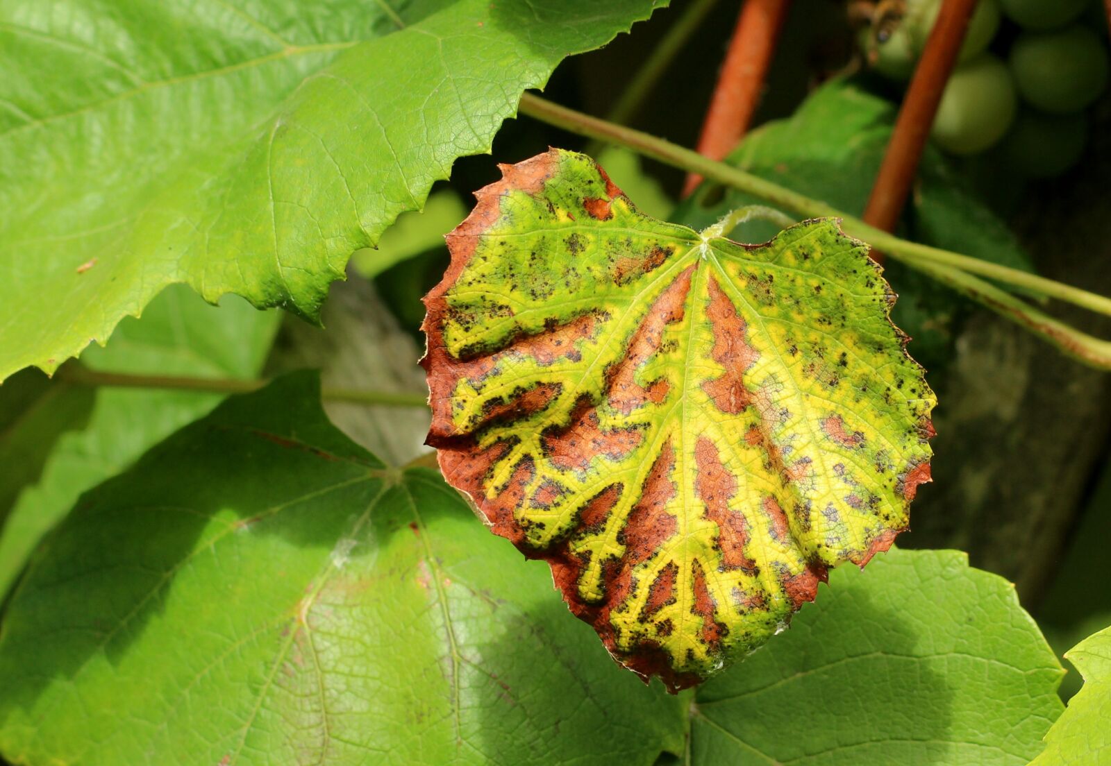 Canon EOS 1200D (EOS Rebel T5 / EOS Kiss X70 / EOS Hi) sample photo. Leaf, autumn, grape leaf photography