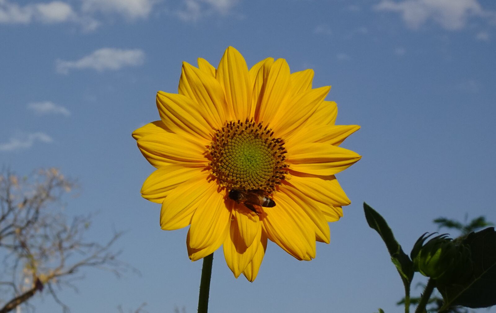 Sony DSC-WX800 sample photo. Flower, sunflower, ornamental photography