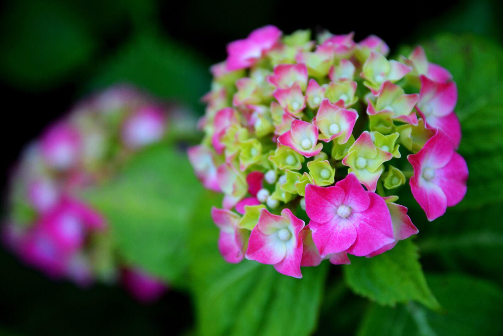 Nikon D5200 sample photo. Flower, flowers, spring photography