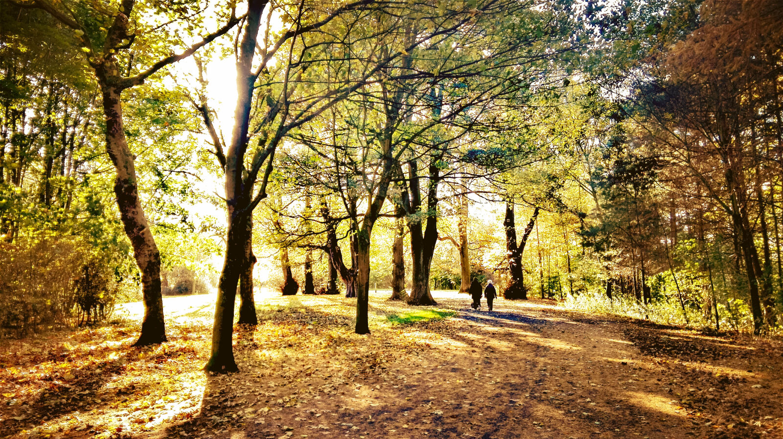 HUAWEI P8 Lite sample photo. Nature, park photography