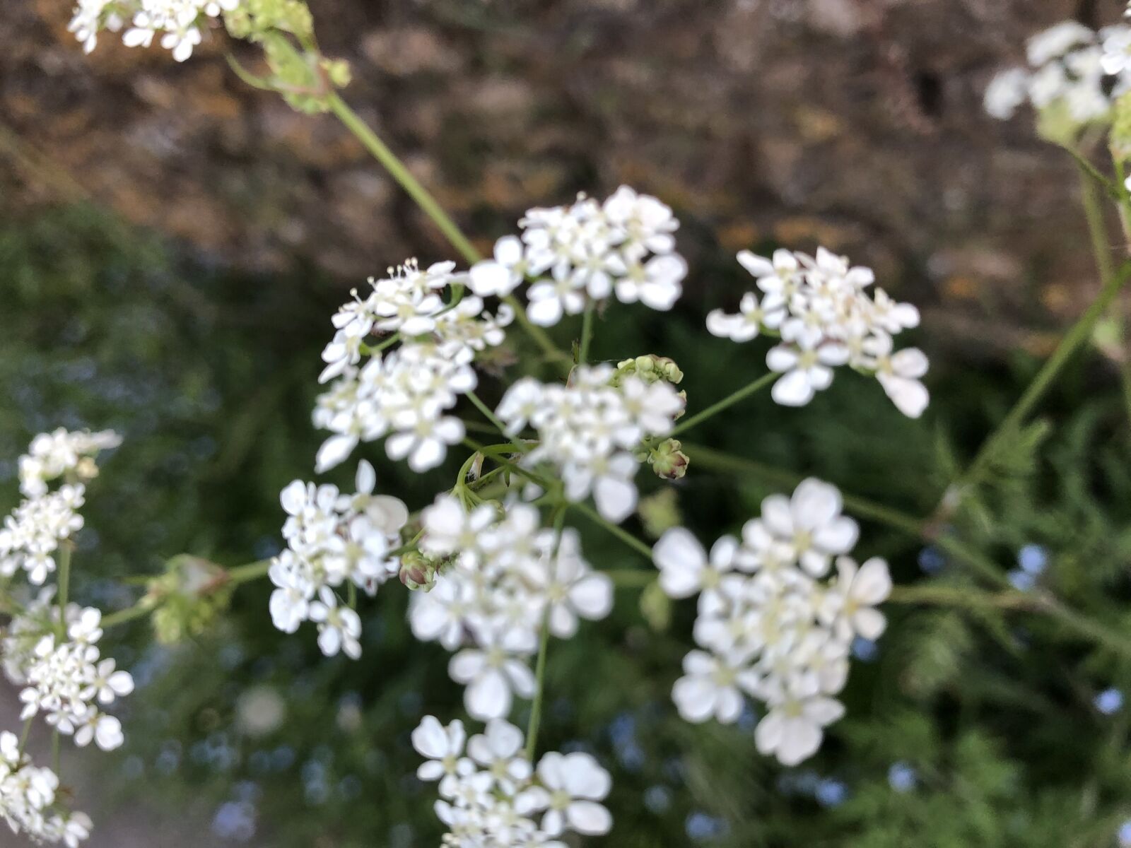 iPhone 8 back camera 3.99mm f/1.8 sample photo. Flowers, macro, cluster photography