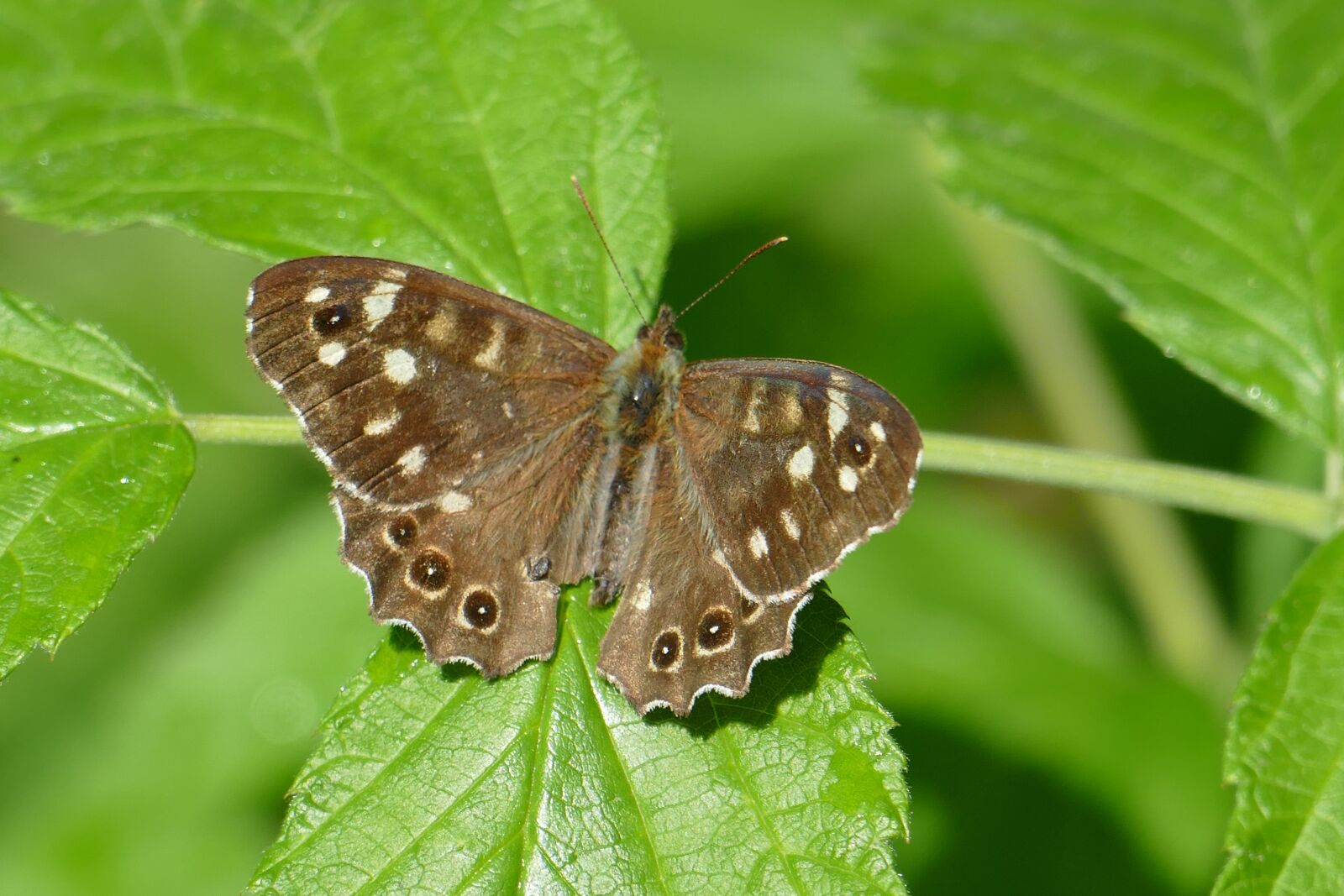 Panasonic Lumix DMC-FZ1000 sample photo. Butterfly, macro, nature photography