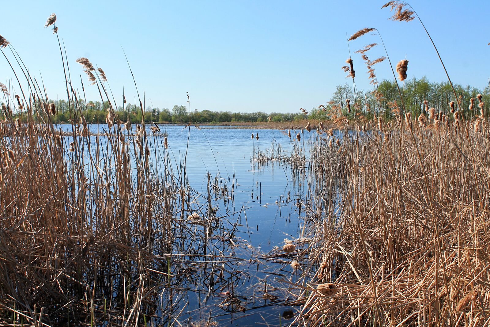 Canon EOS 1100D (EOS Rebel T3 / EOS Kiss X50) sample photo. Dubna, russian nature, lake photography