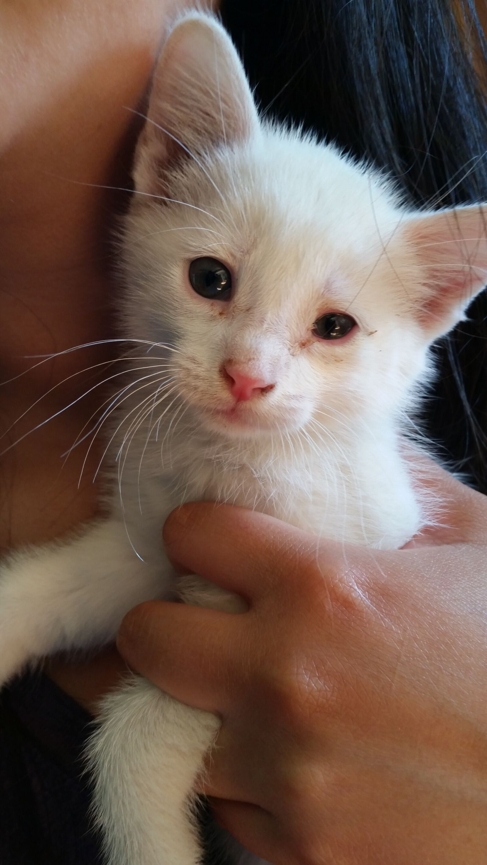 Samsung Galaxy S5 sample photo. Kitten, cat, pet photography