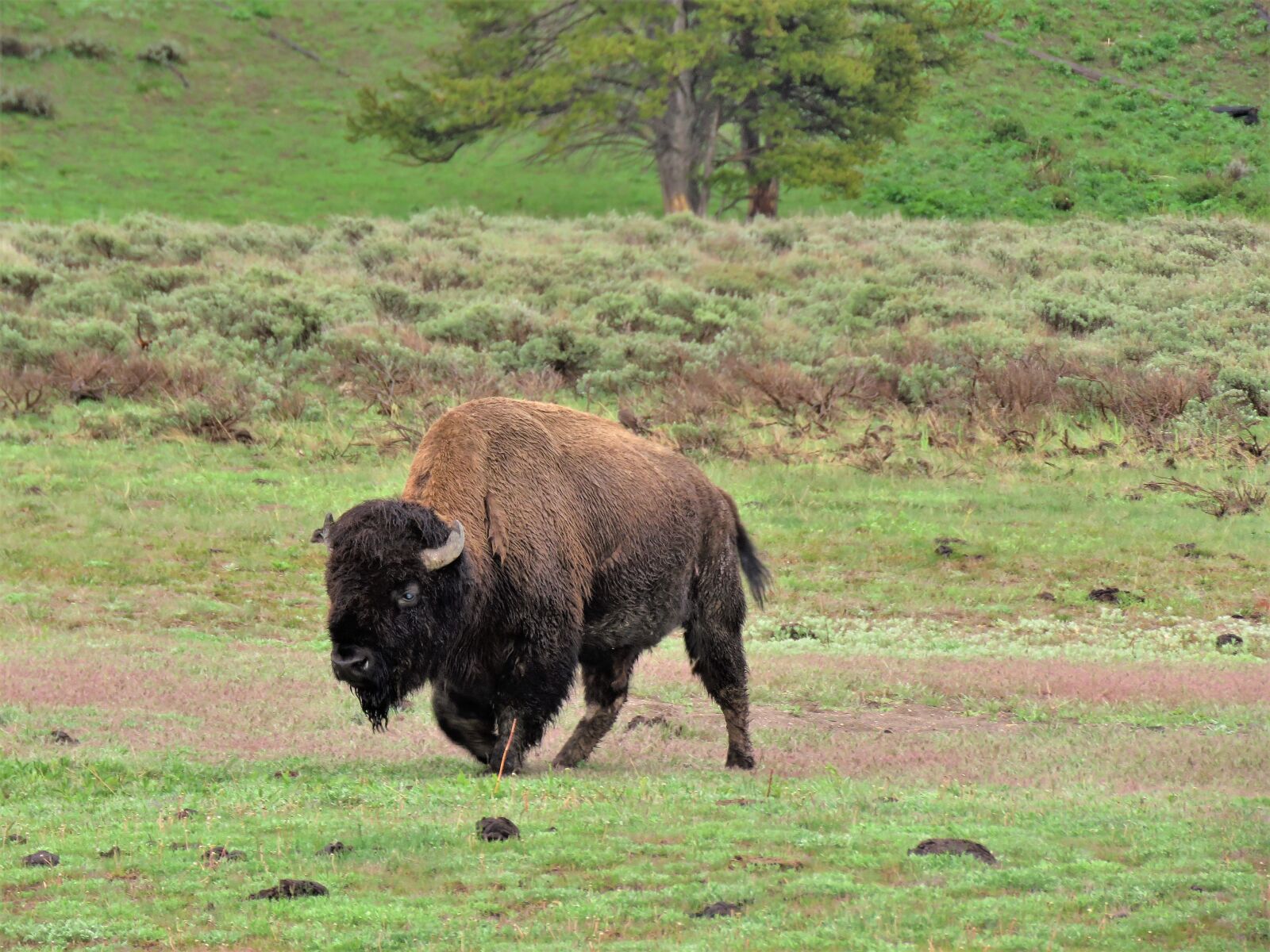 Canon PowerShot SX60 HS sample photo. Bison, american buffalo, wild photography