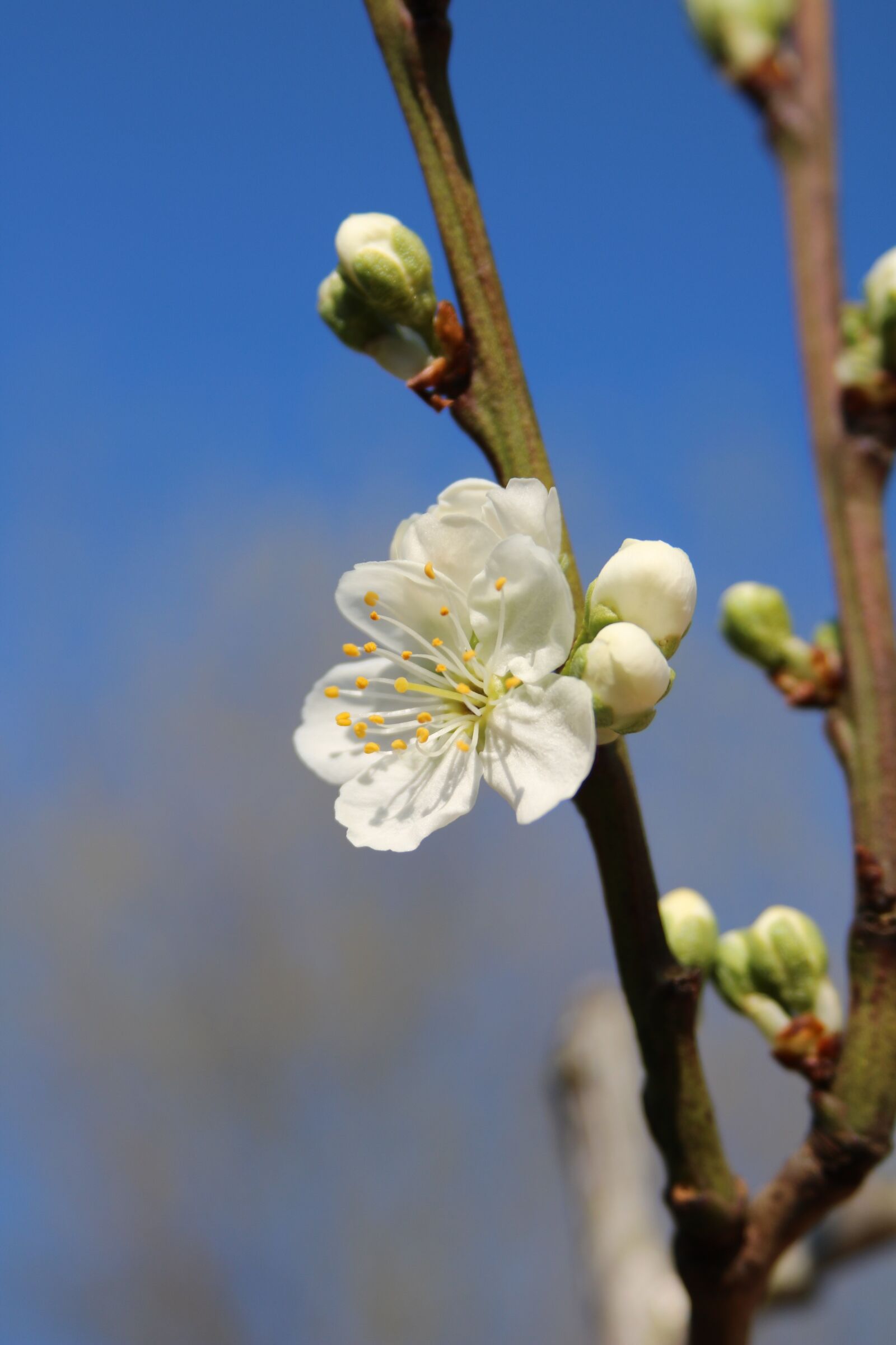 Canon EOS 750D (EOS Rebel T6i / EOS Kiss X8i) + Canon EF 28-135mm F3.5-5.6 IS USM sample photo. Blossom, plum blossom, spring photography