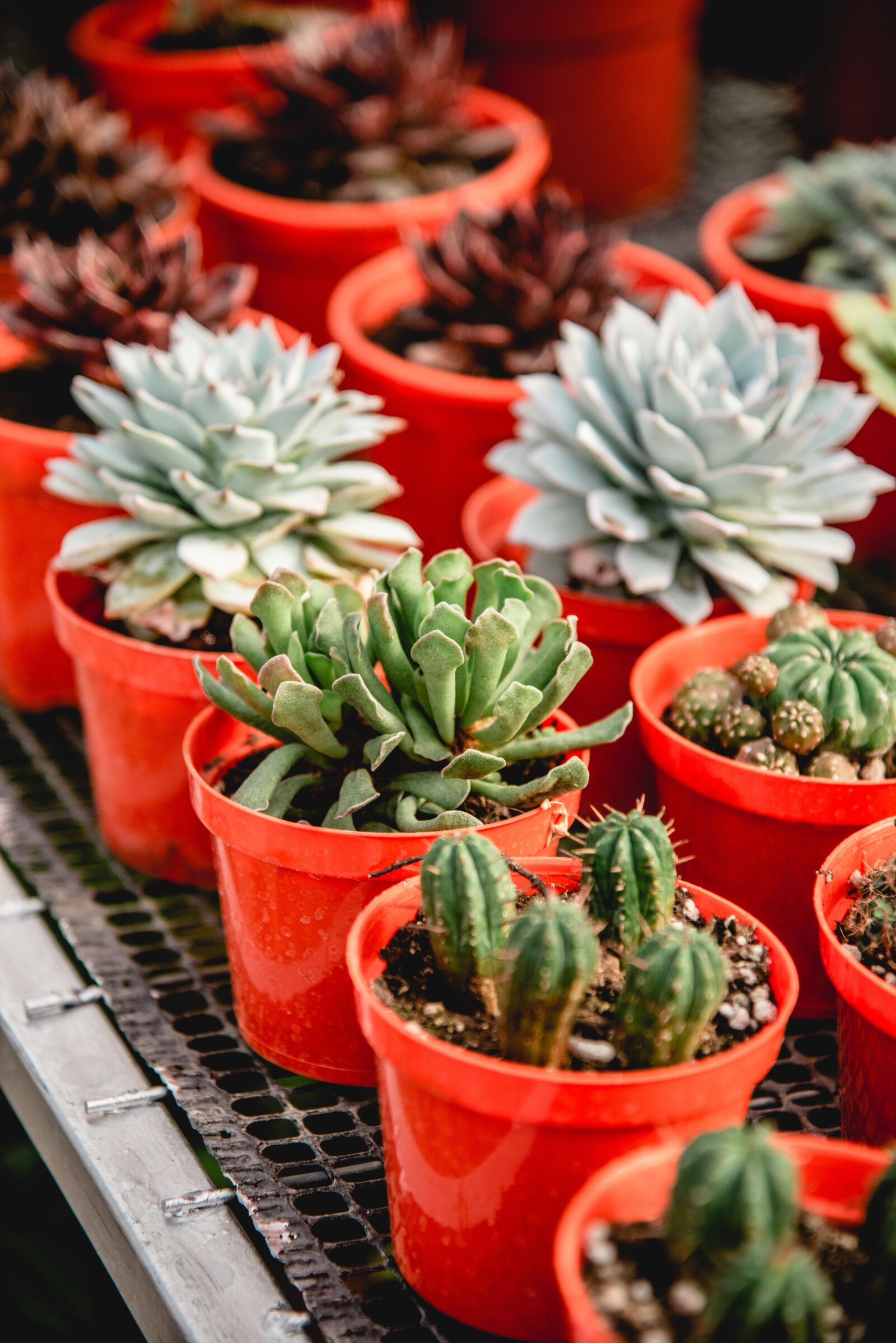 Nikon D750 sample photo. Nature, plants, relax photography