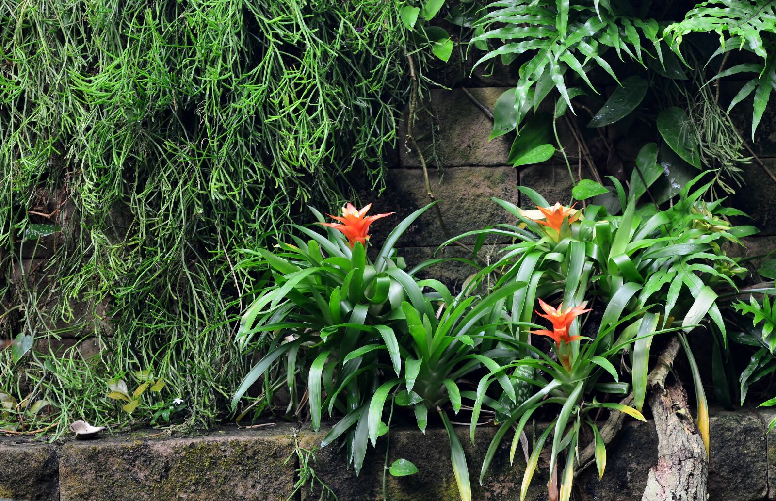 Nikon D5200 sample photo. Tropics, rainforest, exotic photography