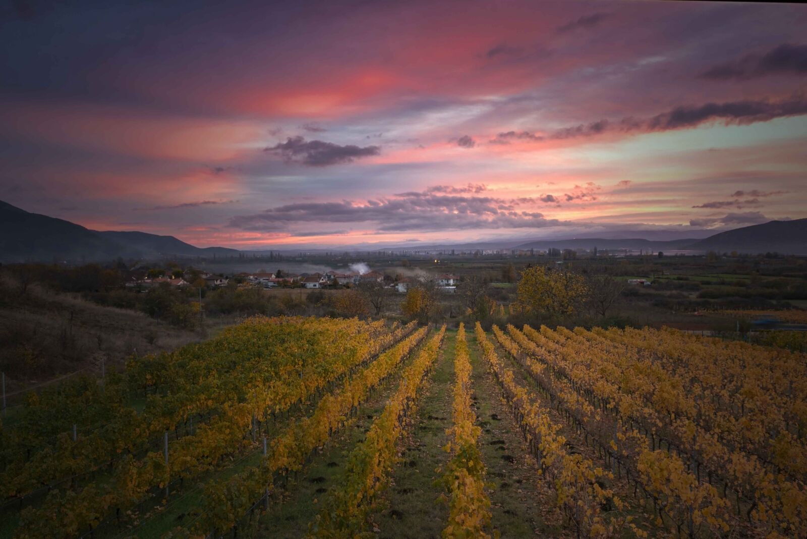 Tamron SP 24-70mm F2.8 Di VC USD sample photo. Sunset, vineyard, landscape photography