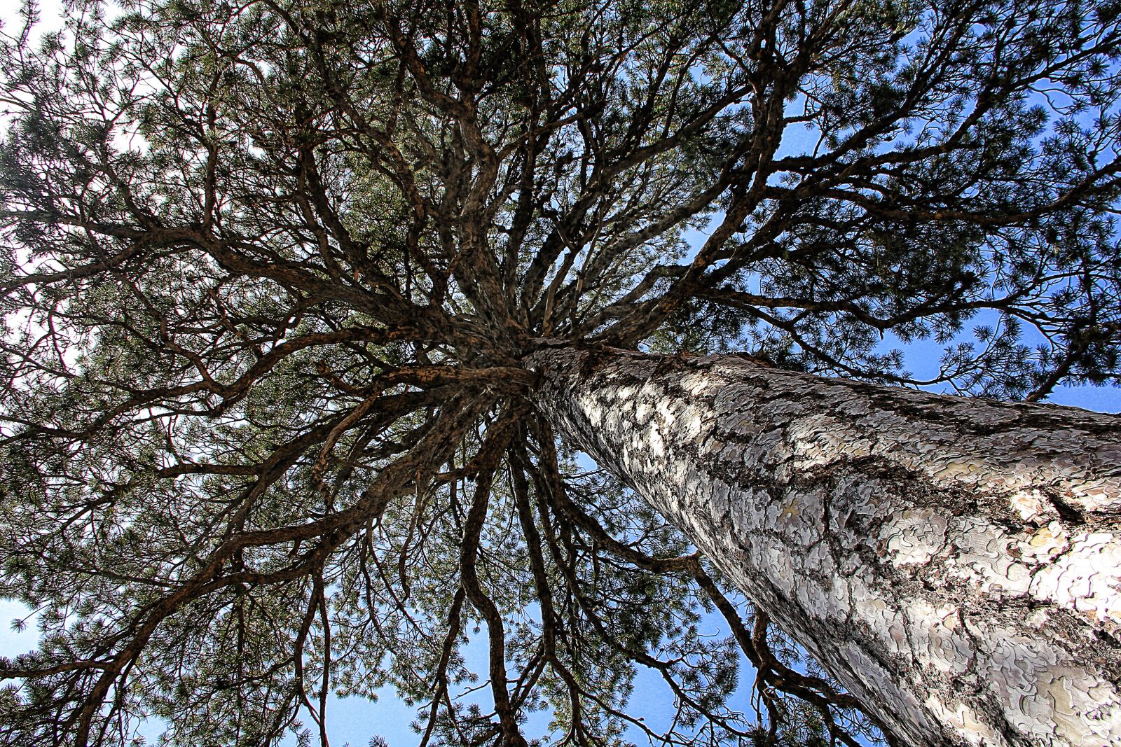 Canon EOS 550D (EOS Rebel T2i / EOS Kiss X4) sample photo. Tree, branch, aesthetic photography