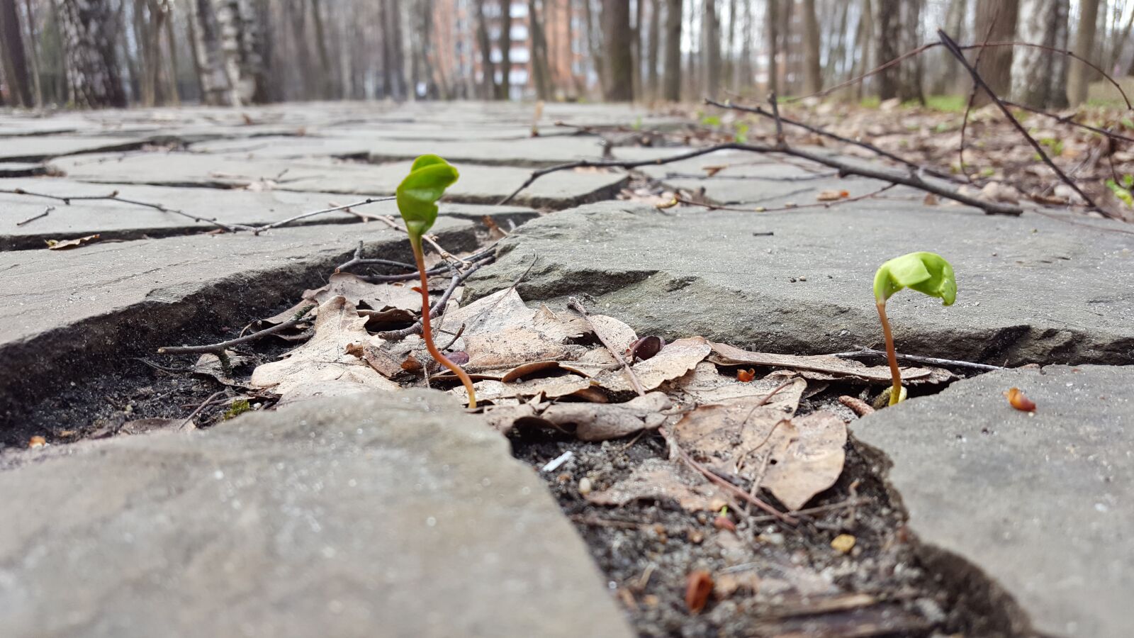 Samsung GALAXY S6 edge sample photo. Sprout, plant, leaf photography