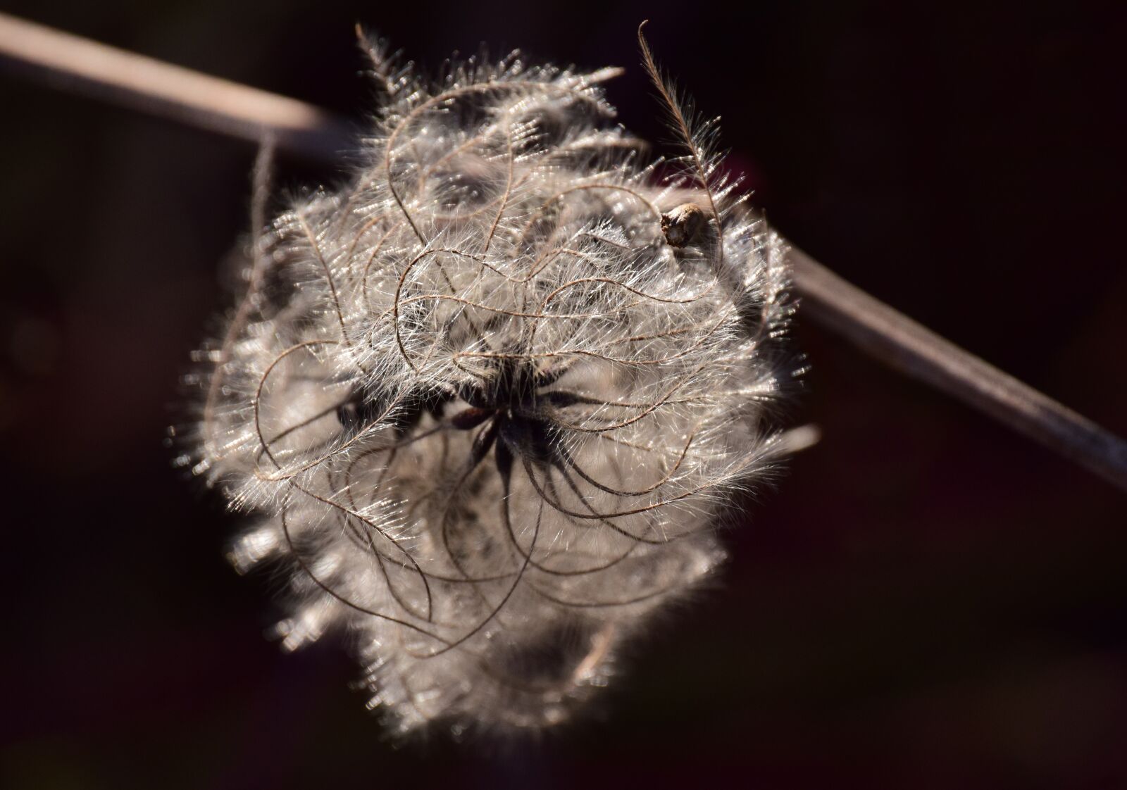Nikon D3300 sample photo. Seeds, flying seeds, backlighting photography