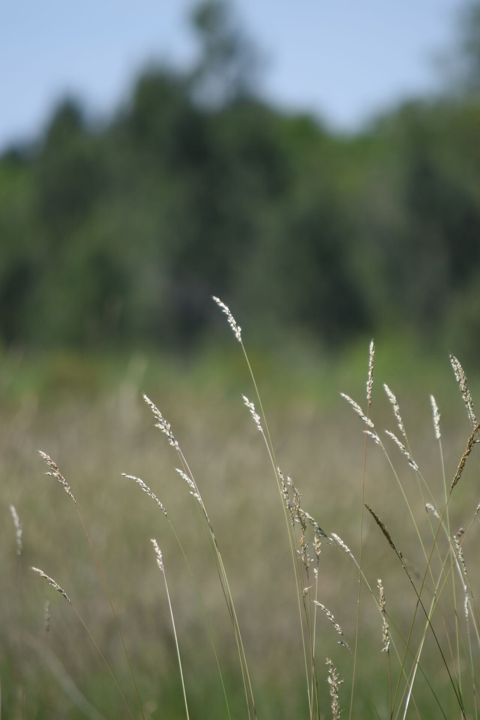 Nikon D3300 sample photo. Herbs, prairie, nature photography