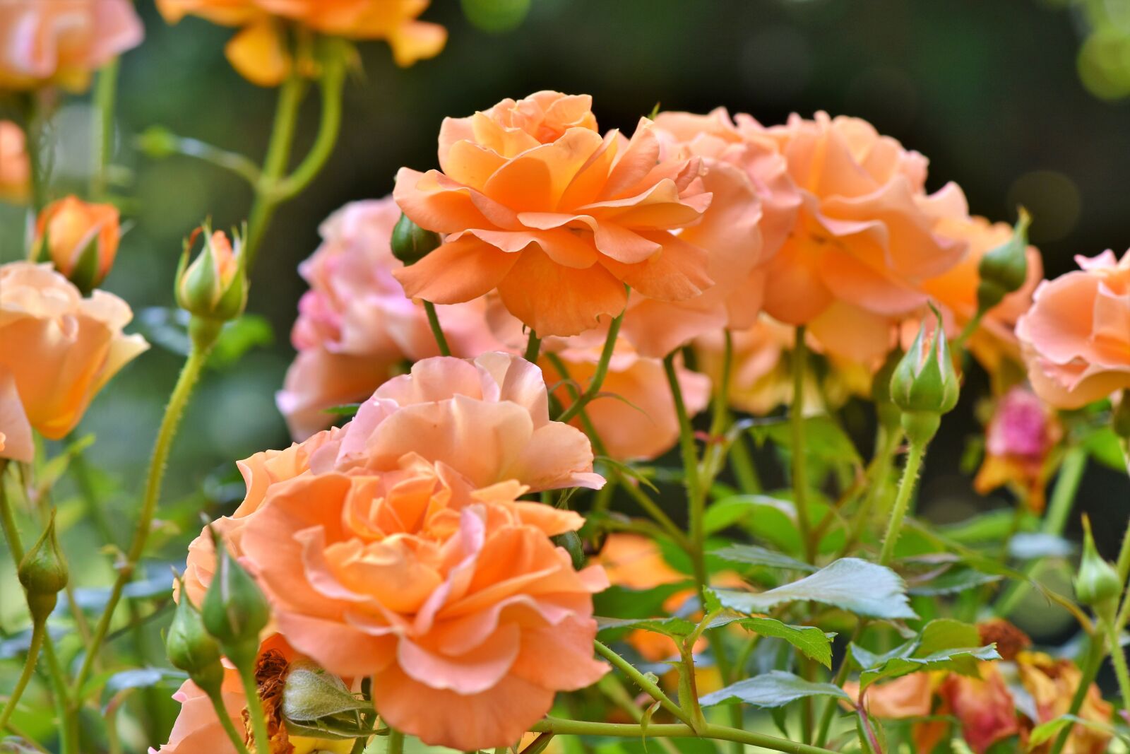 Nikon D7200 sample photo. Roses, rosenstock, rose bloom photography