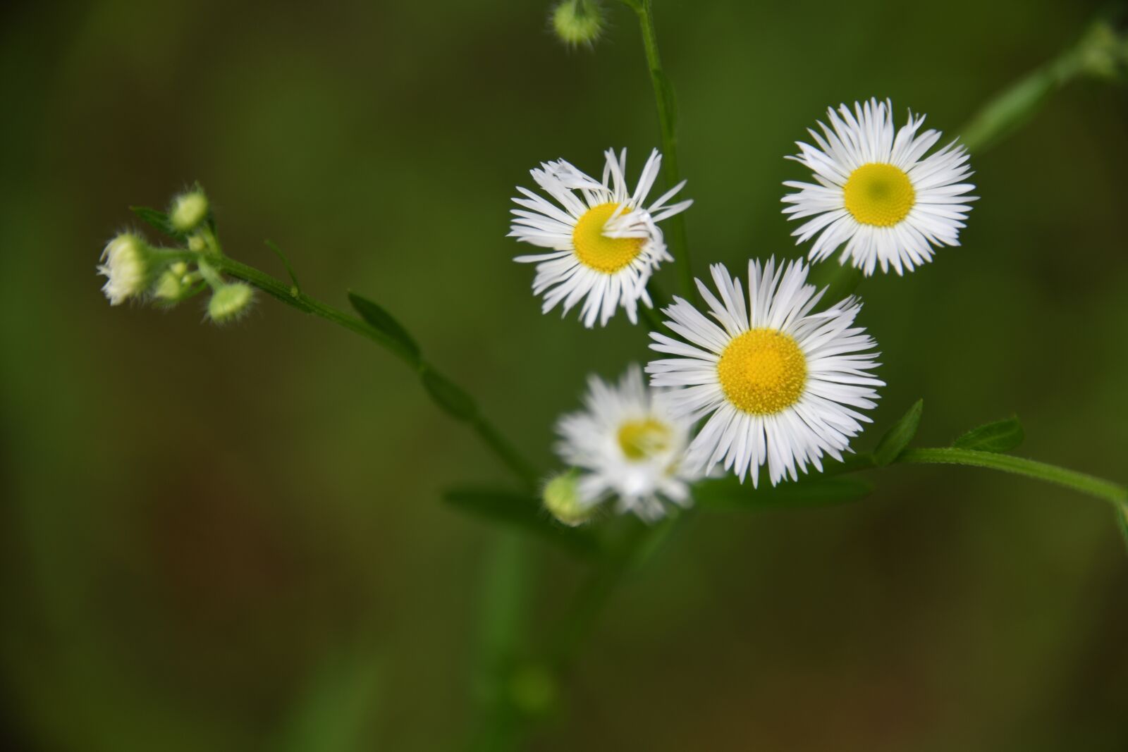 Nikon D850 sample photo. Aster, white, flower photography