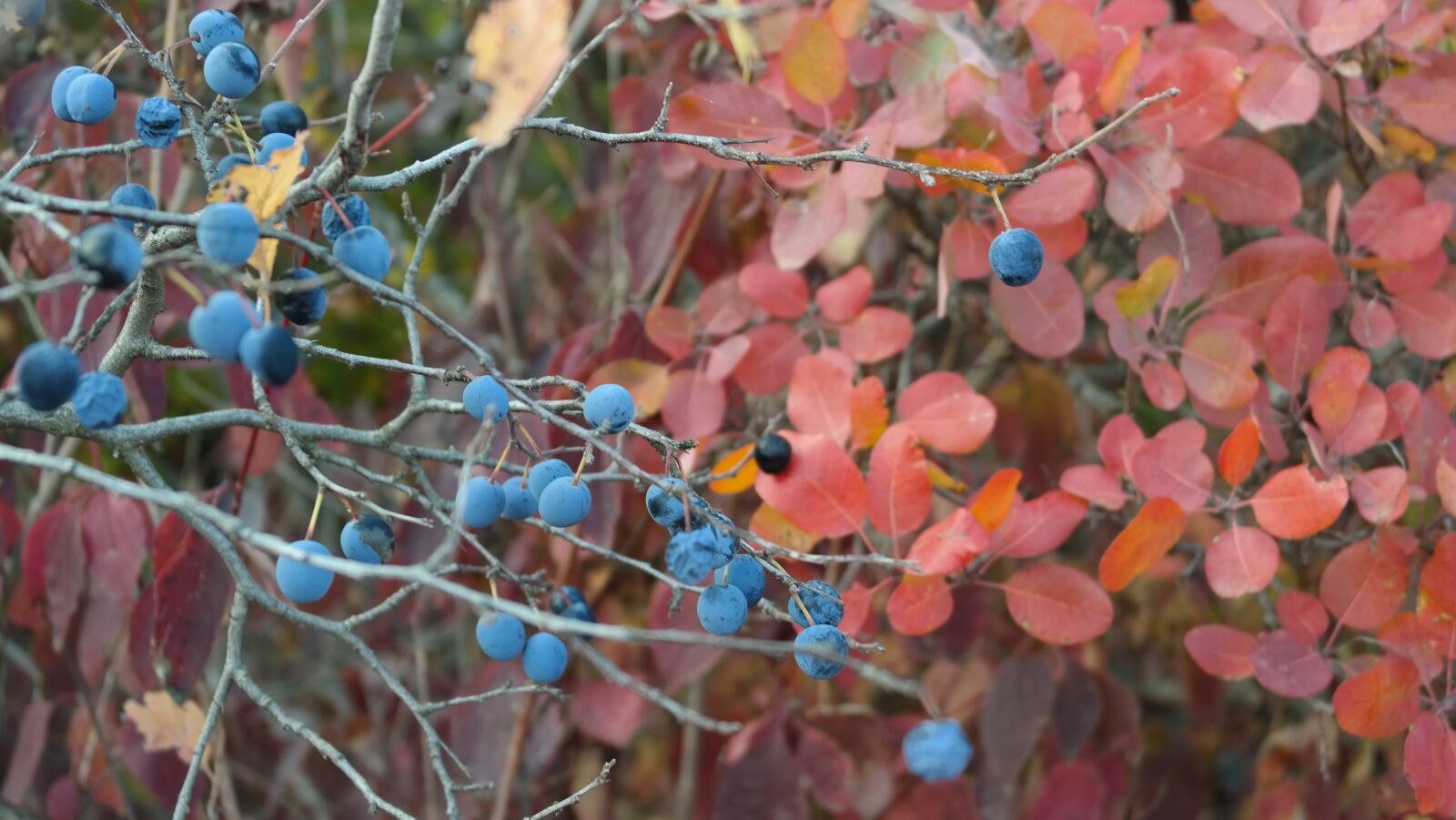 Samsung NX300 sample photo. Berry, autumn, nature photography
