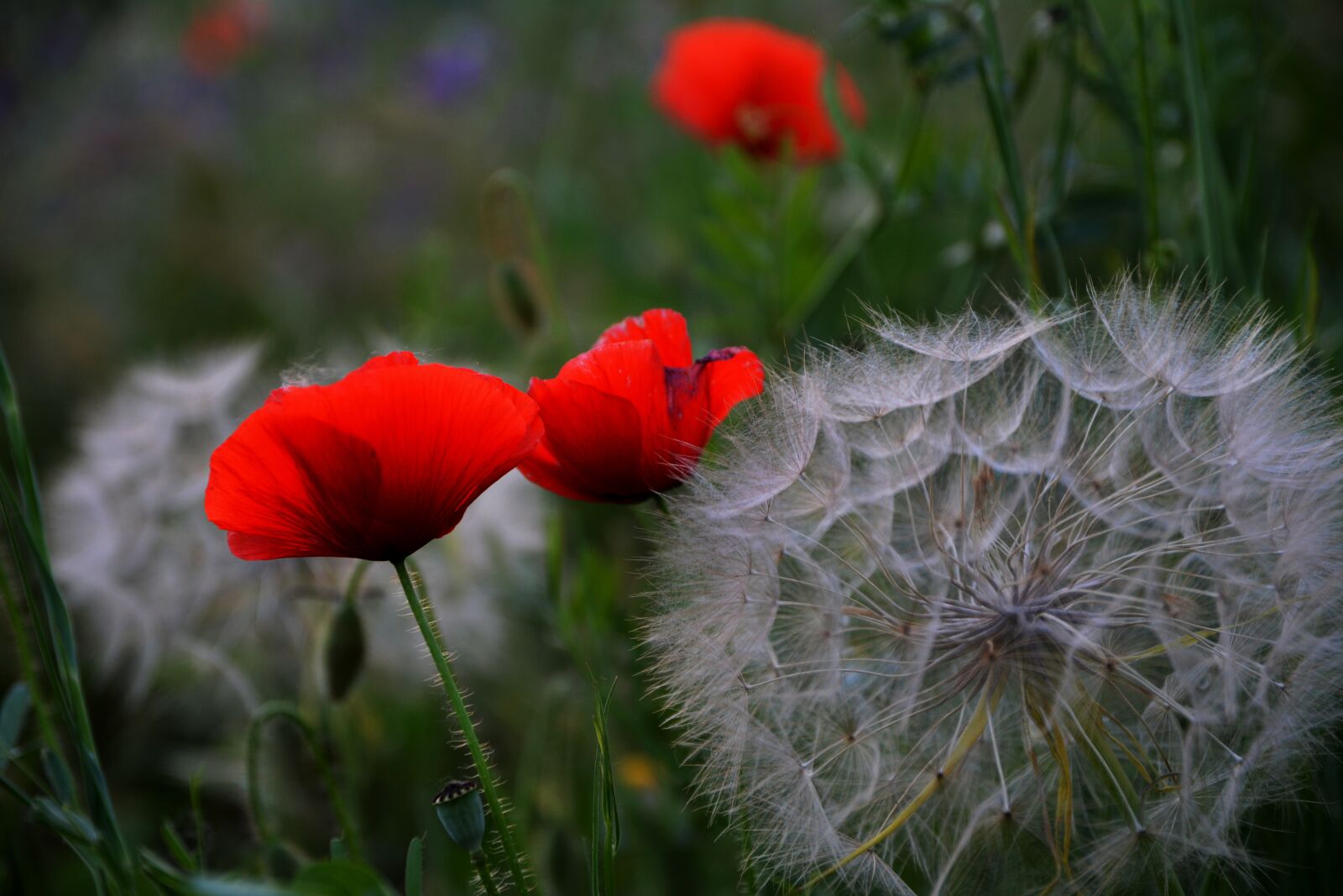 Nikon D5200 sample photo. Flower, flowers, poppy photography