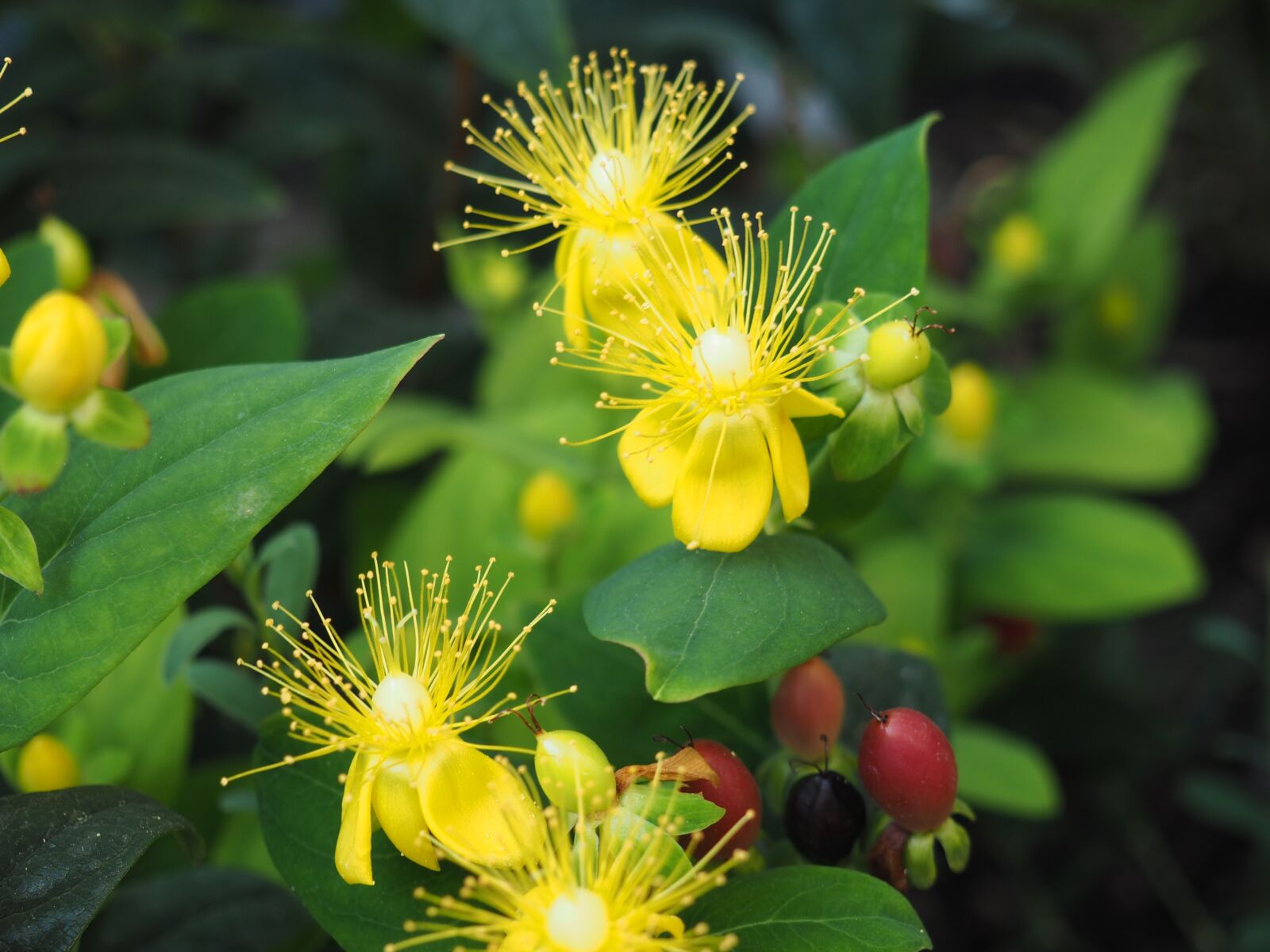 Olympus PEN E-PL7 sample photo. Nature, flower, yellow flower photography
