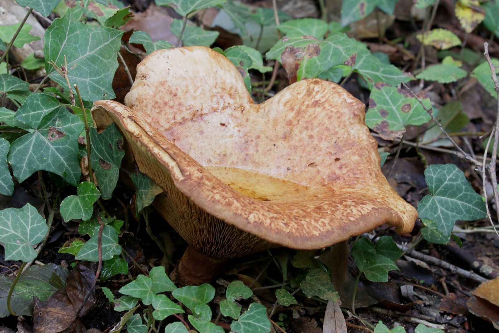Canon EOS 7D Mark II sample photo. Autumn, humidity, mushrooms photography