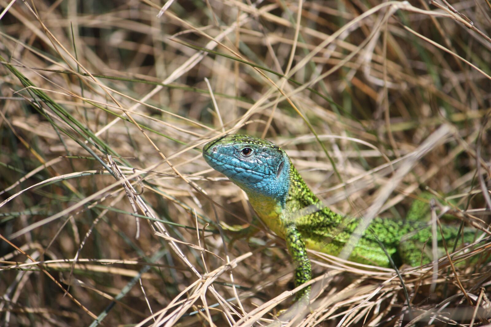 Canon EOS 450D (EOS Rebel XSi / EOS Kiss X2) sample photo. Green lizard, reptile, lizard photography