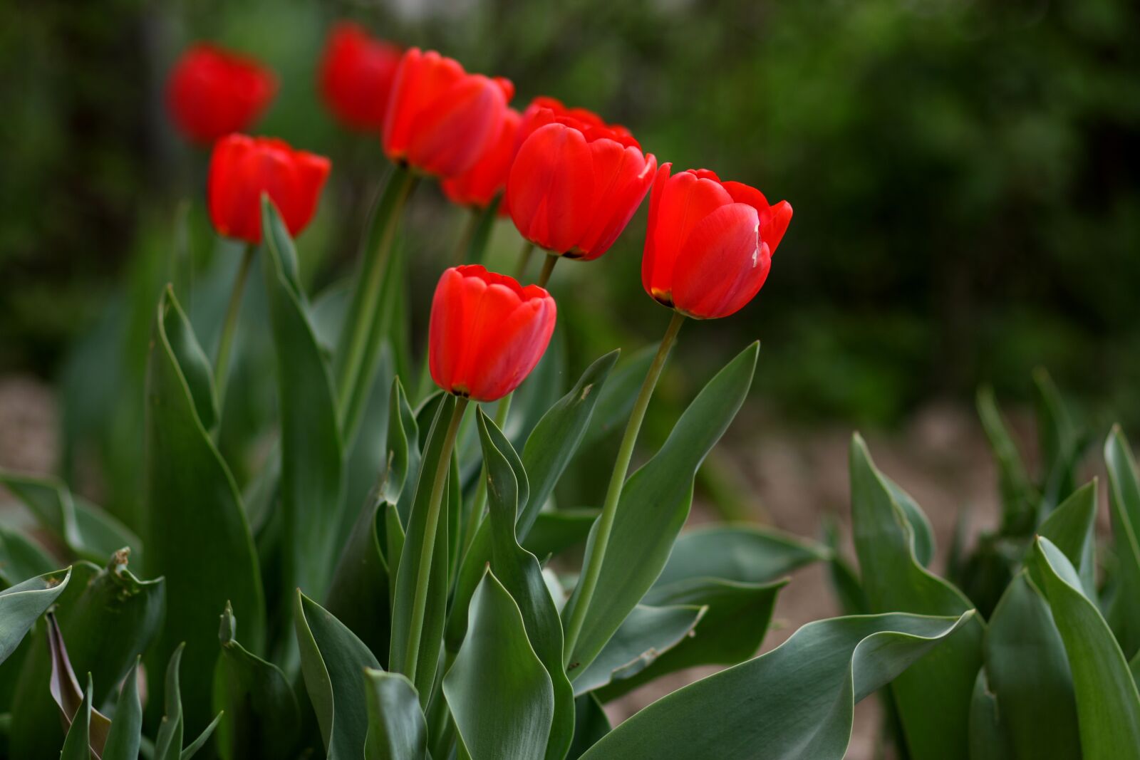 Canon EF 85mm F1.8 USM sample photo. Tulips, red, flowers photography
