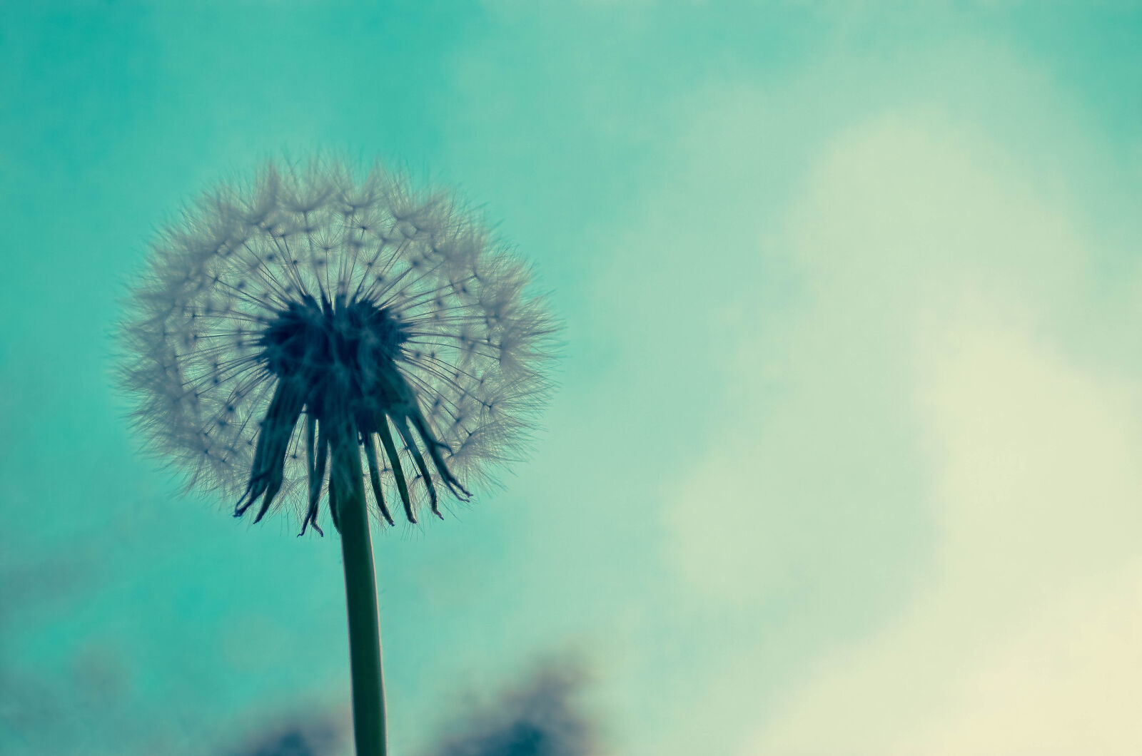 Nikon D5100 sample photo. Close, up, of, dandelion photography