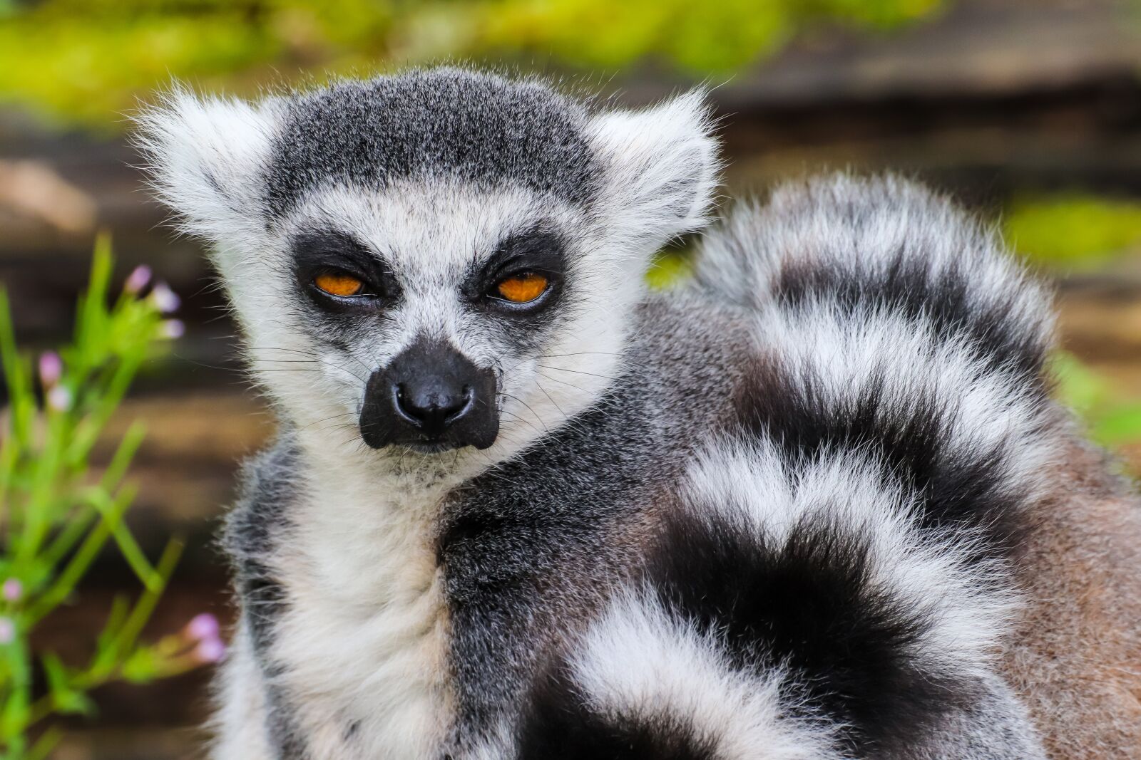 Canon EOS 800D (EOS Rebel T7i / EOS Kiss X9i) sample photo. Monkey, lemur, ring tailed photography