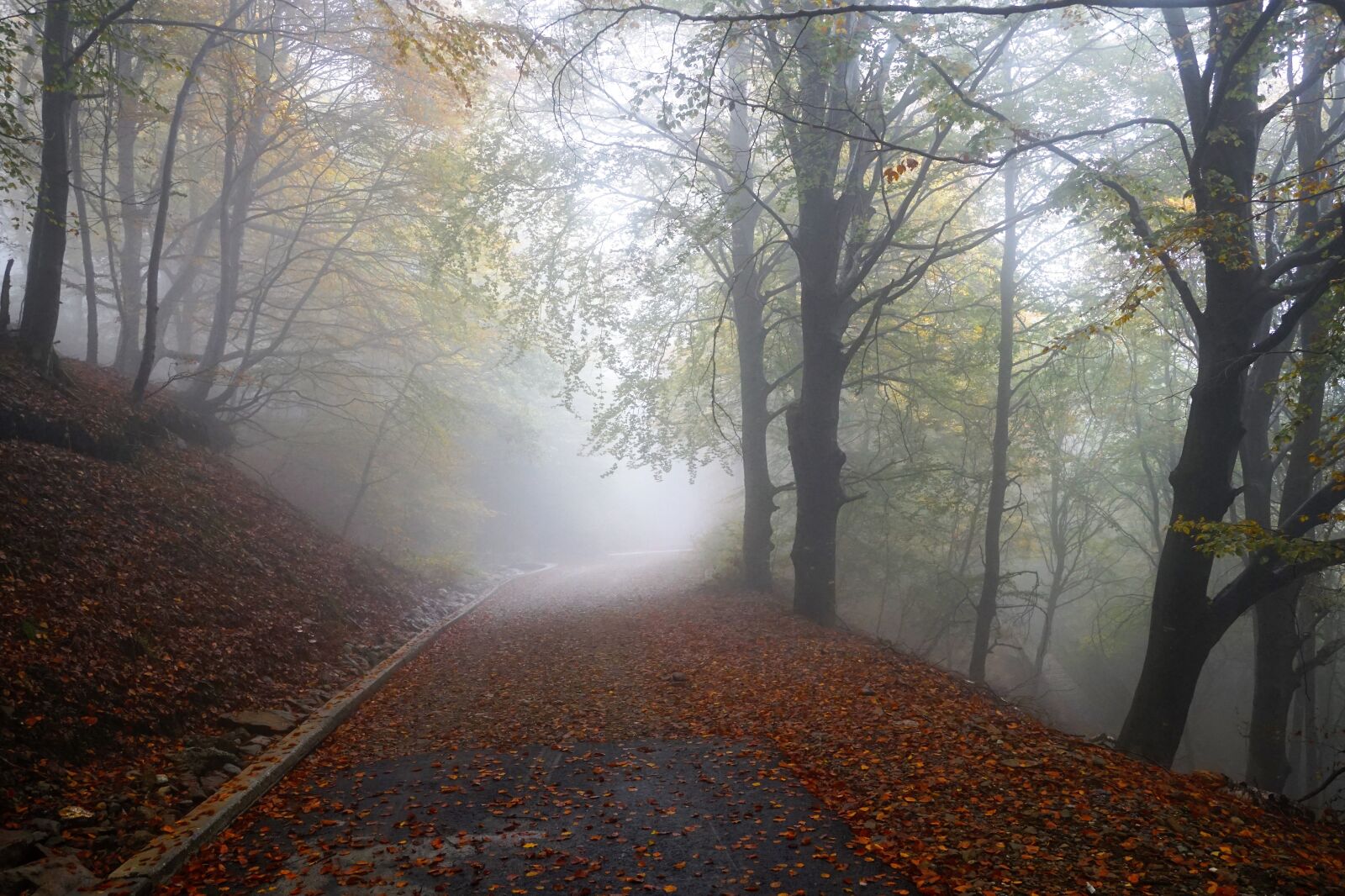 Sony ILCA-77M2 + Sony DT 16-50mm F2.8 SSM sample photo. Forest, switzerland, ticino photography