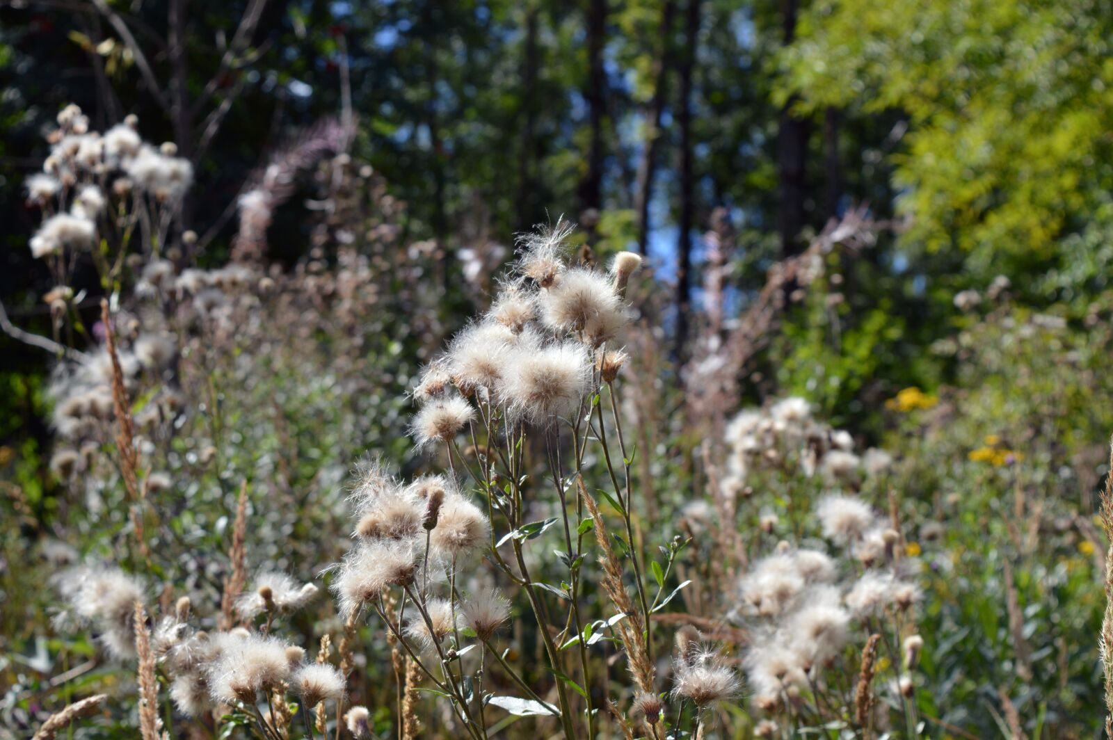 Nikon D3200 sample photo. Furry, seeds, plants photography