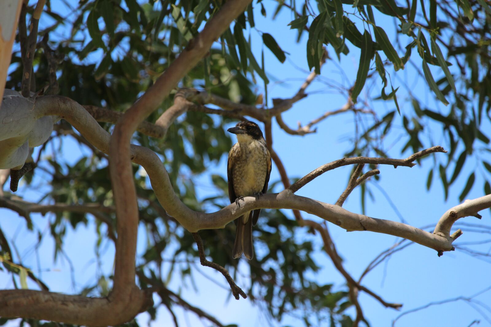 Canon EF-S 55-250mm F4-5.6 IS STM sample photo. Butcher, bird, female photography