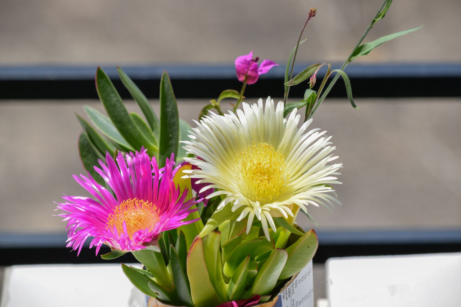 Nikon D3300 sample photo. Flower, nature, blooms at photography