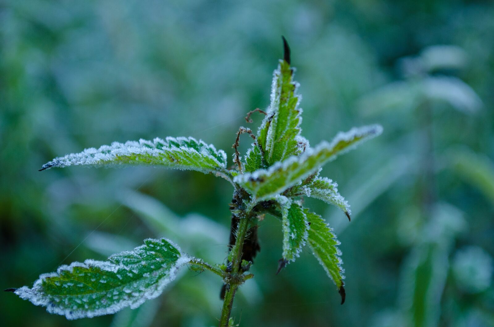 Nikon D5100 sample photo. Rosa, frost, plant photography